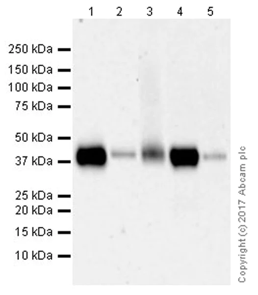 Western blot - Anti-CD38 antibody [EPR21079] (AB216343)