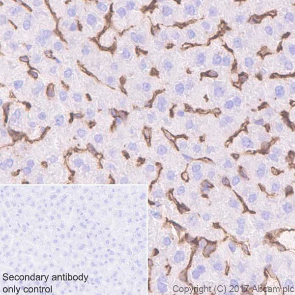 Immunohistochemistry (Formalin/PFA-fixed paraffin-embedded sections) - Anti-CD38 antibody [EPR21079] - BSA and Azide free (AB230153)