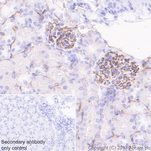 Immunohistochemistry (Formalin/PFA-fixed paraffin-embedded sections) - Anti-CD38 antibody [EPR21079] - BSA and Azide free (AB230153)