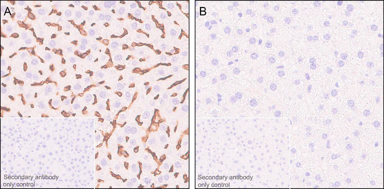 Immunohistochemistry (Formalin/PFA-fixed paraffin-embedded sections) - Anti-CD38 antibody [EPR21079] - BSA and Azide free (AB230153)