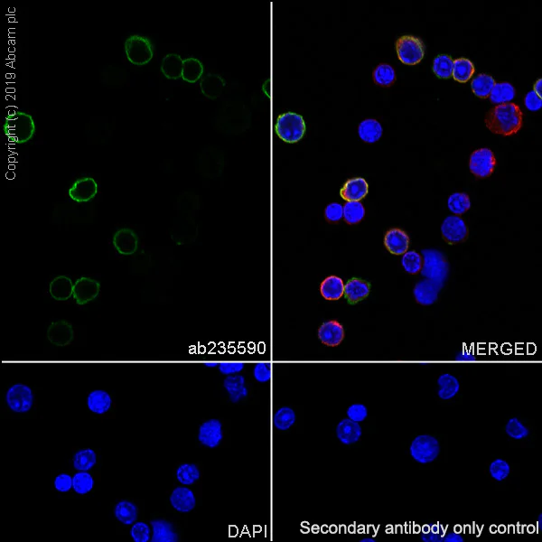 Immunocytochemistry/ Immunofluorescence - Anti-CD38 antibody [EPR22691-219] - BSA and Azide free (AB255693)