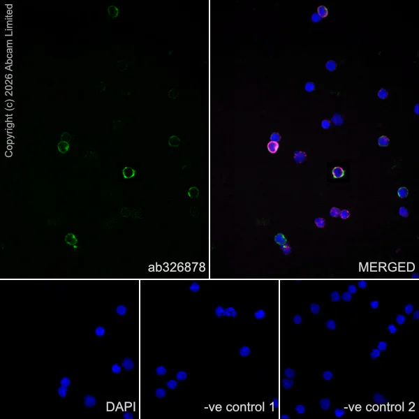 Immunocytochemistry/ Immunofluorescence - Anti-CD38 antibody [EPR31124-571] (AB326878)