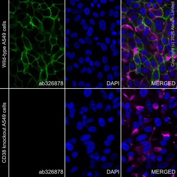 Immunocytochemistry/ Immunofluorescence - Anti-CD38 antibody [EPR31124-571] - BSA and Azide free (AB326885)