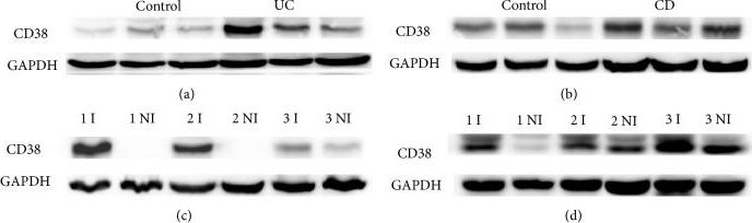 Western blot - Anti-CD38 antibody [EPR4106] (ab108403), expandable thumbnail