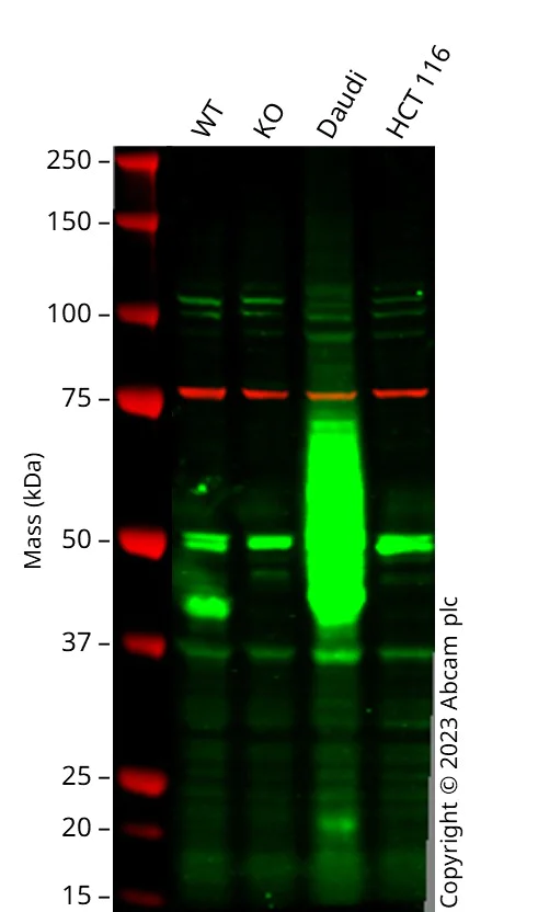 Western blot - Anti-CD38 antibody [EPR4106] - BSA and Azide free (AB226034)