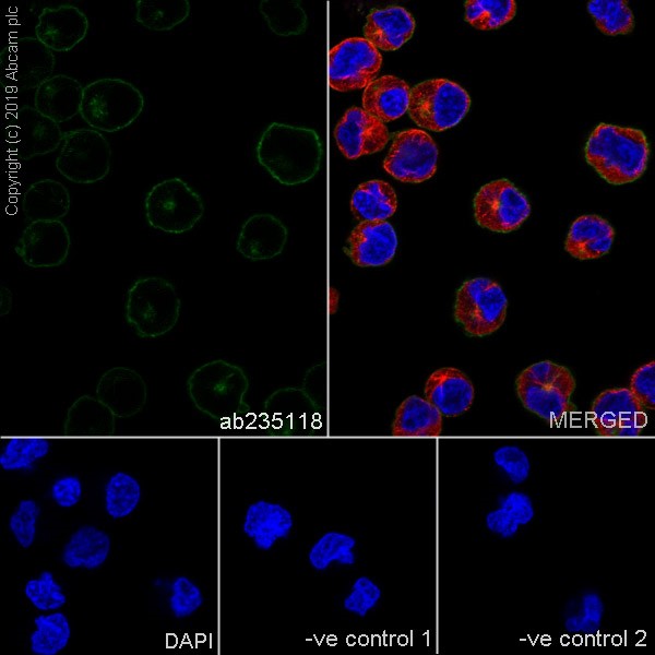 Immunocytochemistry/ Immunofluorescence - Anti-CD38 antibody [HB-7] (AB235118), expandable thumbnail