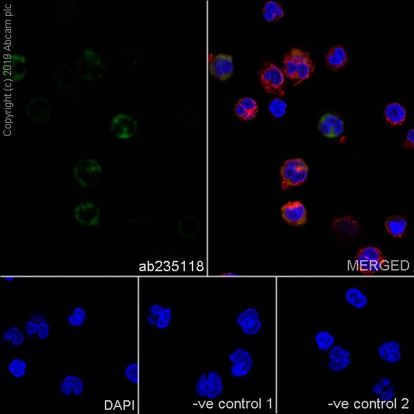 Immunocytochemistry/ Immunofluorescence - Anti-CD38 antibody [HB-7] (AB235118), expandable thumbnail