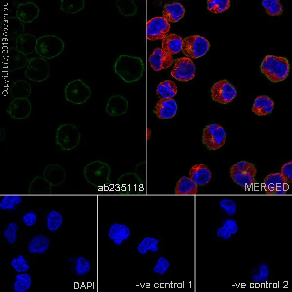 Immunocytochemistry/ Immunofluorescence - Anti-CD38 antibody [HB-7] - BSA and Azide free (AB252804)