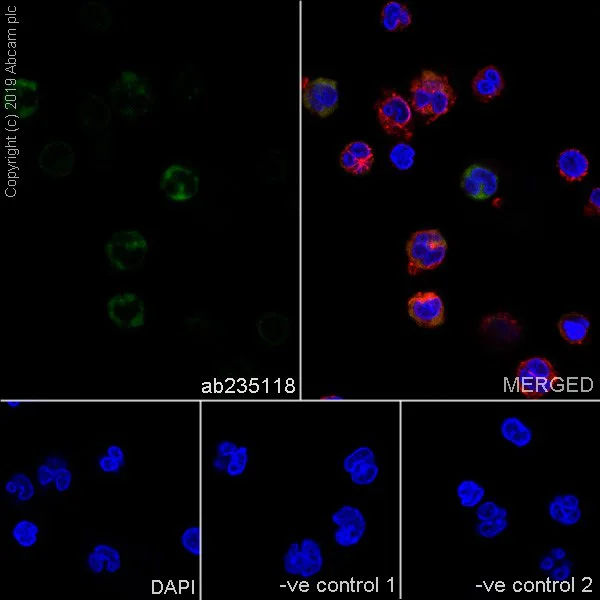 Immunocytochemistry/ Immunofluorescence - Anti-CD38 antibody [HB-7] - BSA and Azide free (AB252804)