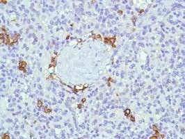 Immunohistochemistry (Formalin/PFA-fixed paraffin-embedded sections) - Anti-CD38 antibody [SP149] - BSA and Azide free (AB236232)