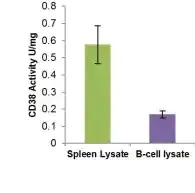 Functional Studies - CD38 (Cyclase) Activity Assay Kit (Fluorometric) (AB284540)