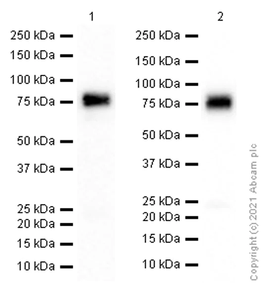 Western blot - Anti-CD39 antibody [EPR20461] (AB223843)
