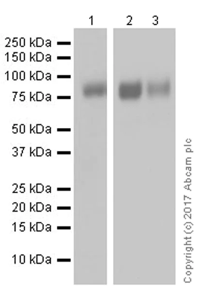 Western blot - Anti-CD39 antibody [EPR20627] (AB223842)