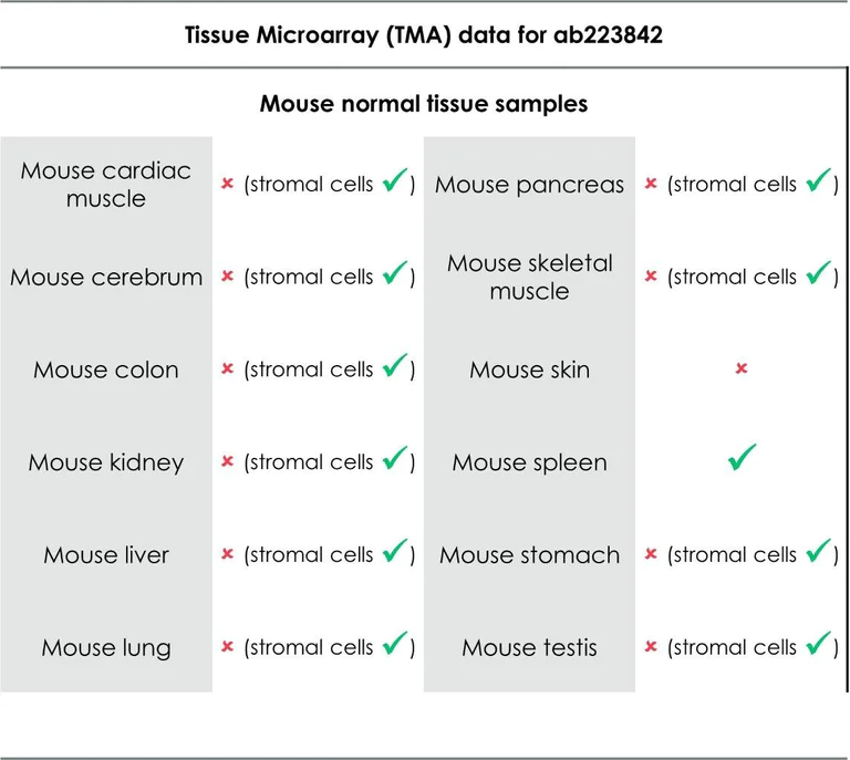 Immunohistochemistry (Formalin/PFA-fixed paraffin-embedded sections) - Anti-CD39 antibody [EPR20627] - BSA and Azide free (AB236038)