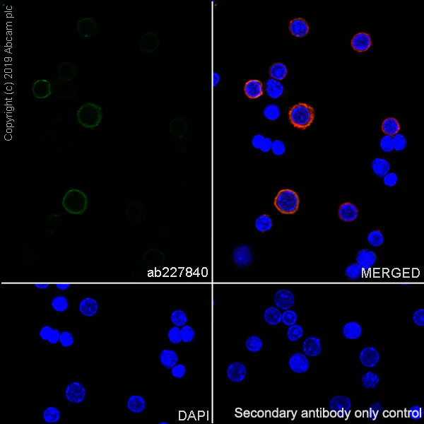 Immunocytochemistry/ Immunofluorescence - Anti-CD39 antibody [EPR22507-48] - BSA and Azide free (AB254006)