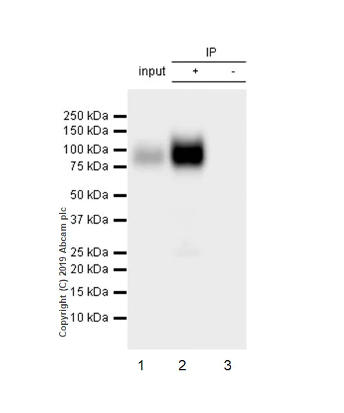 Immunoprecipitation - Anti-CD39 antibody [EPR22507-48] - BSA and Azide free (AB254006)