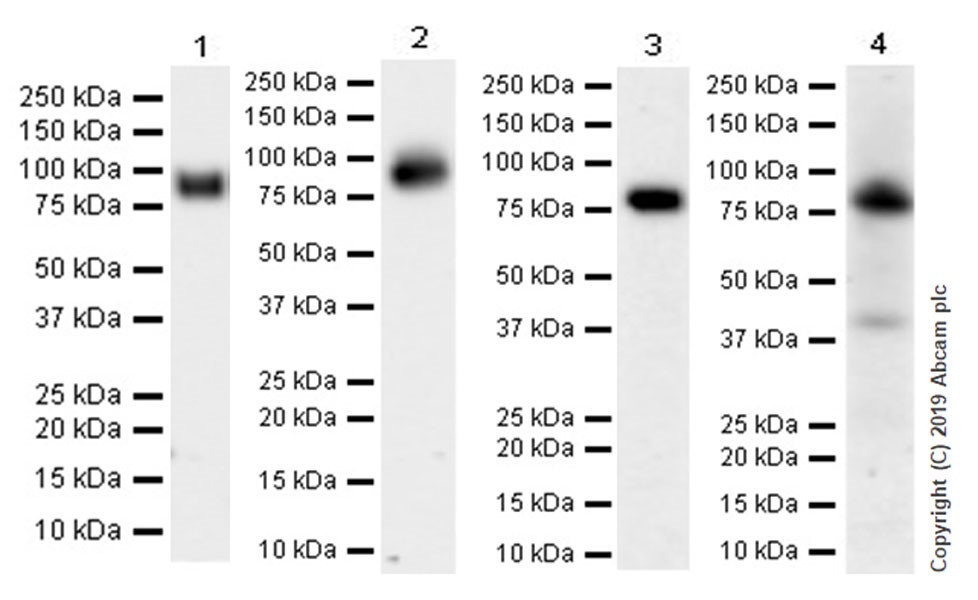 Western blot - Anti-CD39 antibody [EPR22507-67] - BSA and Azide free (AB254008), expandable thumbnail