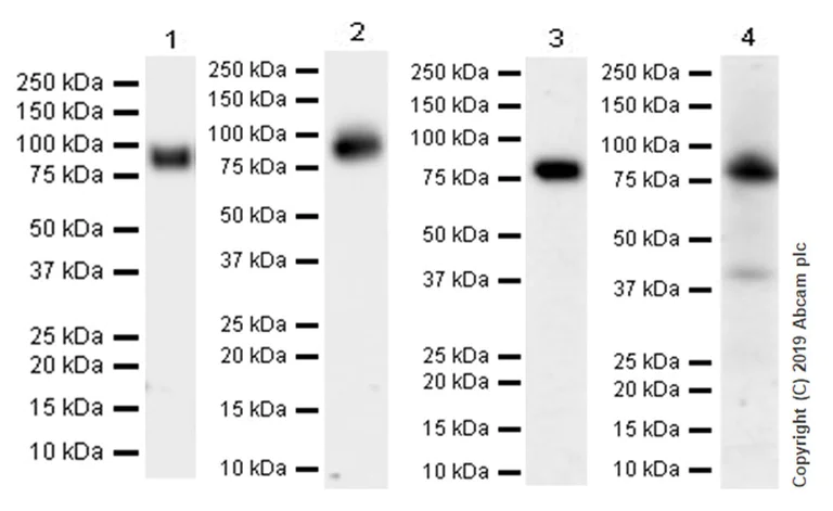 Western blot - Anti-CD39 antibody [EPR22507-67] - BSA and Azide free (AB254008)