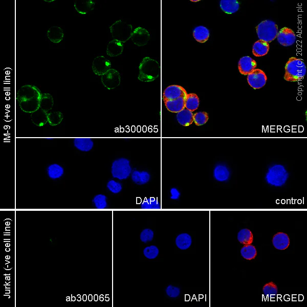 Immunocytochemistry/ Immunofluorescence - Anti-CD39 antibody [EPR26473-58] (BSA and Azide free) (AB300066)