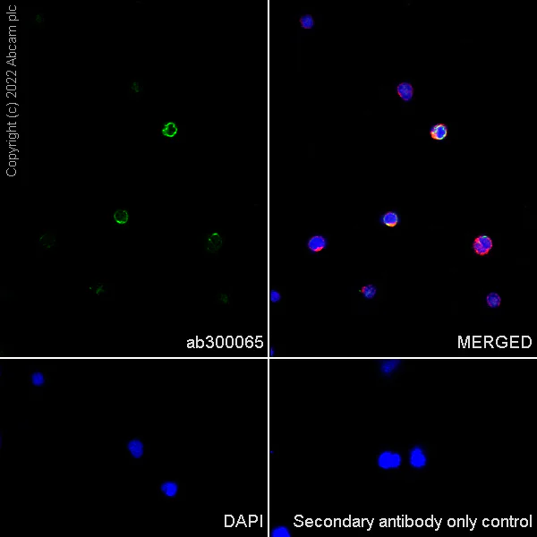 Immunocytochemistry/ Immunofluorescence - Anti-CD39 antibody [EPR26473-58] (BSA and Azide free) (AB300066)