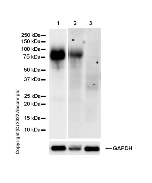 Western blot - Anti-CD39 antibody [EPR26473-58] (BSA and Azide free) (AB300066)