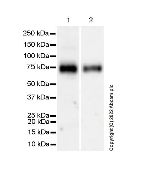 Western blot - Anti-CD39 antibody [EPR26473-58] (BSA and Azide free) (AB300066)