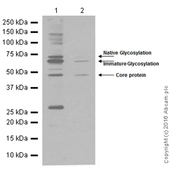 Western blot - Anti-CD39 antibody [EPR3678(2)] (AB108248)