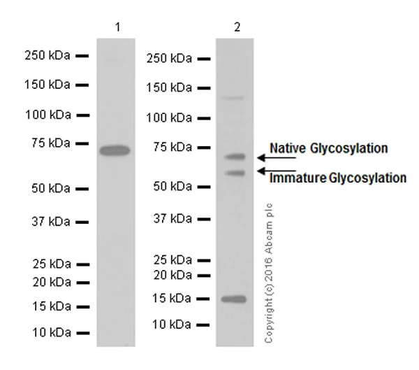 Western blot - Anti-CD39 antibody [EPR3678(2)] (AB108248)