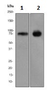 Western blot - Anti-CD39 antibody [EPR3678(2)] (AB108248), expandable thumbnail