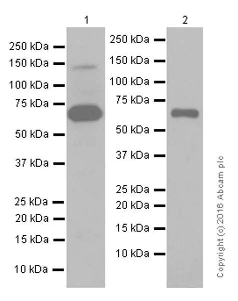 Western blot - Anti-CD39 antibody [EPR3678(2)] - BSA and Azide free (AB247611)