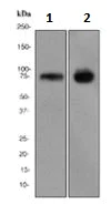 Western blot - Anti-CD39 antibody [EPR3678(2)] - BSA and Azide free (AB247611)