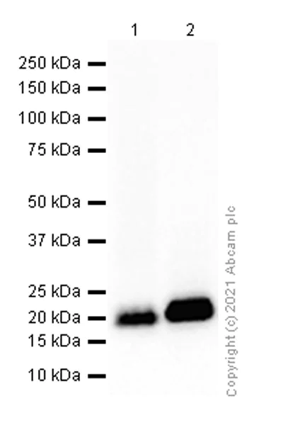 Western blot - Anti-CD3D antibody [EP4426] - BSA and Azide free (AB226073)