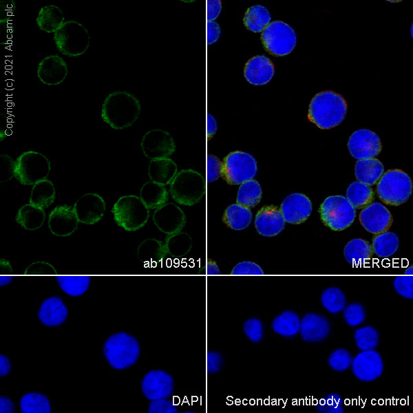 Immunocytochemistry/ Immunofluorescence - Anti-CD3D antibody [EP4426] - Low endotoxin, Azide free (AB215040), expandable thumbnail