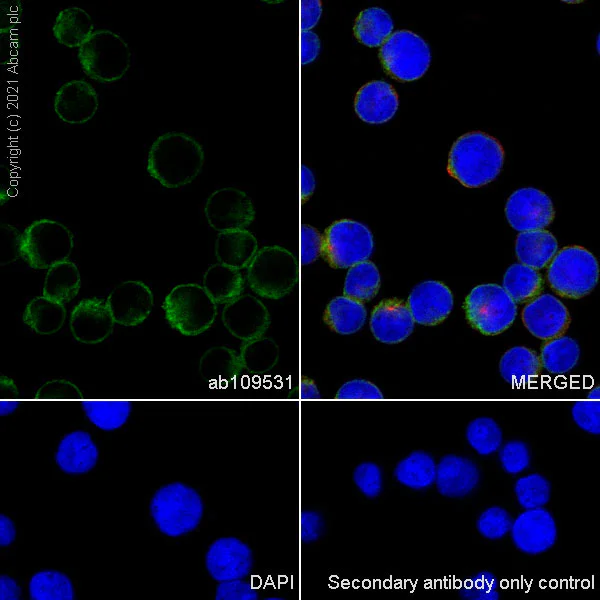 Immunocytochemistry/ Immunofluorescence - Anti-CD3D antibody [EP4426] - Low endotoxin, Azide free (AB215040)