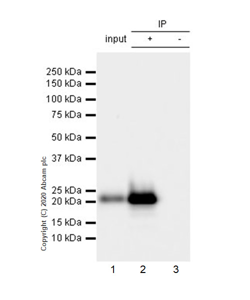 Immunoprecipitation - Anti-CD3D antibody [EP4426] - Low endotoxin, Azide free (AB215040), expandable thumbnail