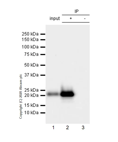Immunoprecipitation - Anti-CD3D antibody [EP4426] - Low endotoxin, Azide free (AB215040)