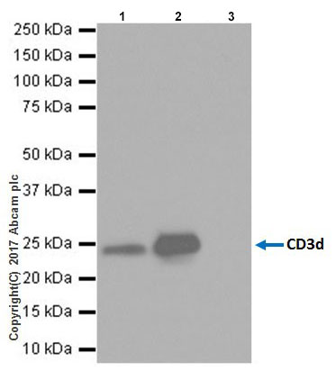 Immunoprecipitation - Anti-CD3D antibody [EPR20544] (AB213362), expandable thumbnail