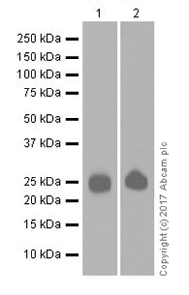 Western blot - Anti-CD3D antibody [EPR20544] (AB213362), expandable thumbnail