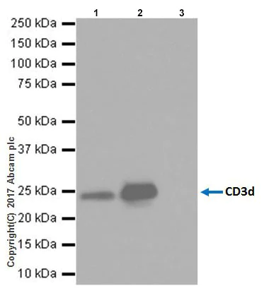 Immunoprecipitation - Anti-CD3D antibody [EPR20544] - BSA and Azide free (AB229280)