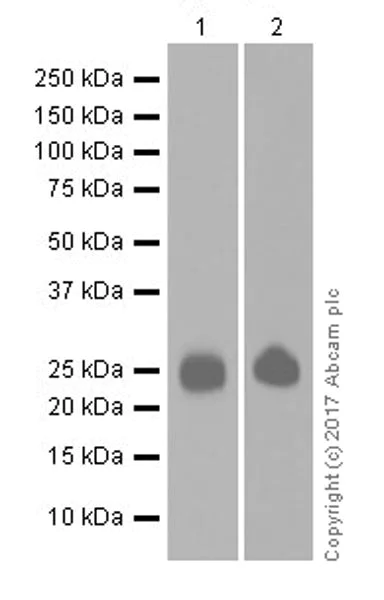 Western blot - Anti-CD3D antibody [EPR20544] - BSA and Azide free (AB229280)