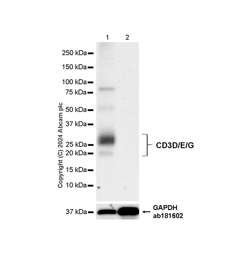 Western blot - Anti-CD3D+CD3G+CD3 epsilon antibody [RM1128] (AB318146)