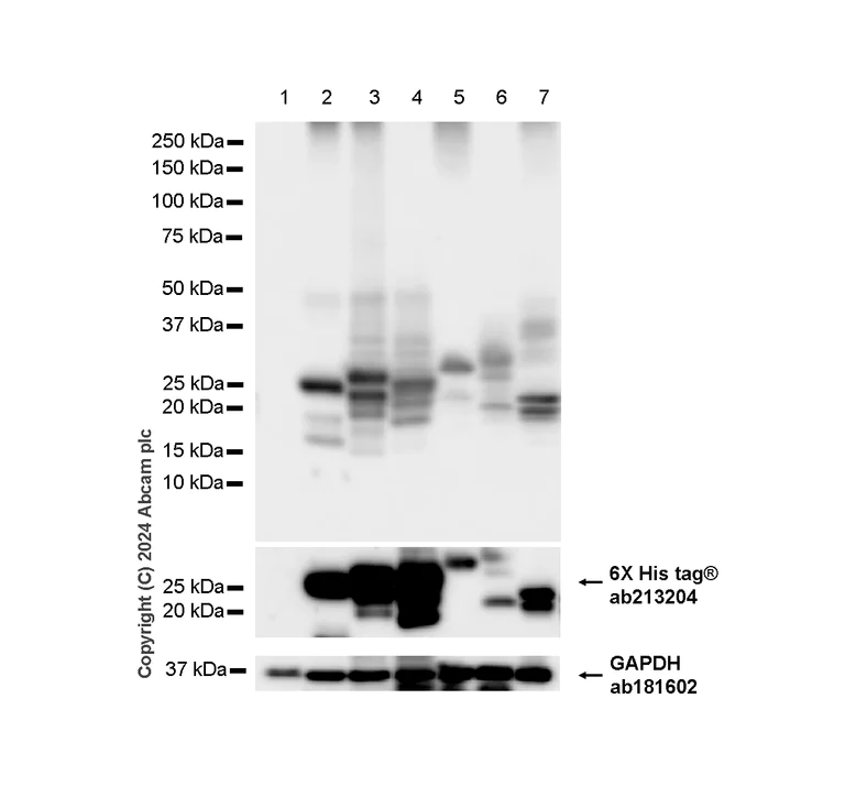 Western blot - Anti-CD3D+CD3G+CD3 epsilon antibody [RM1128] (AB318146)