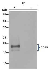 Immunoprecipitation - Anti-CD3G antibody [EPR4517] (AB134096)