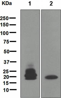 Western blot - Anti-CD3G antibody [EPR4517] (AB134096)