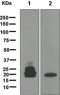 Western blot - Anti-CD3G antibody [EPR4517] (AB134096)
