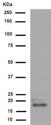 Western blot - Anti-CD3G antibody [EPR4517] (AB134096)