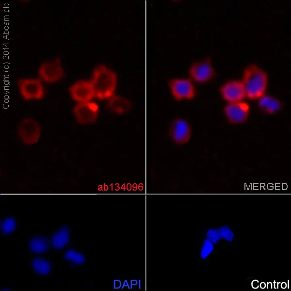 Immunocytochemistry/ Immunofluorescence - Anti-CD3G antibody [EPR4517] - BSA and Azide free (AB229282)