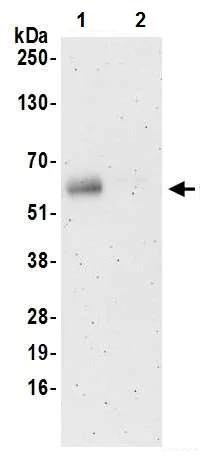 Immunoprecipitation - Anti-CD4 antibody [BL-155-1C11] - BSA free (AB243872)
