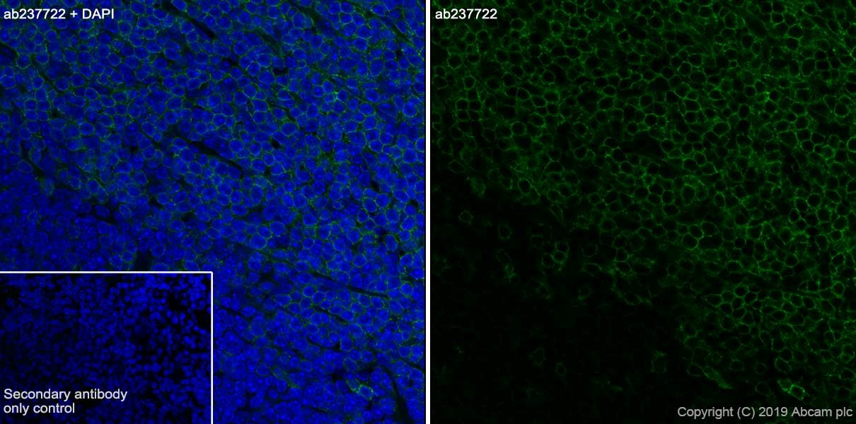 Immunohistochemistry (Frozen sections) - Anti-CD4 antibody [CAL4] (AB237722), expandable thumbnail