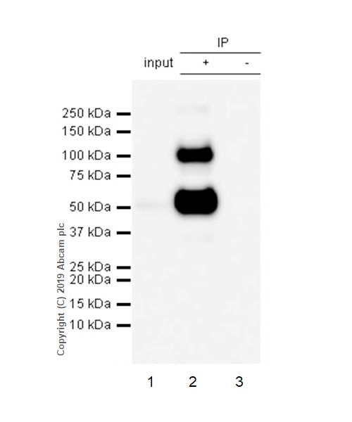 Immunoprecipitation - Anti-CD4 antibody [CAL4] (AB237722), expandable thumbnail